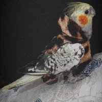 عروس هلندی سخنگو و دستی|پرنده|پارس‌آباد, |دیوار
