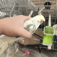 جفت عروس هلندی مولد همراه جوجه|پرنده|فردیس, شهرک هفده شهریور|دیوار