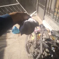 کبوتر طوقی|پرنده|مشهد, شهید معقول|دیوار