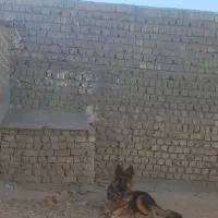 سگ ژرمن دهن پاک|سگ|ساوه, |دیوار