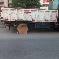 اتاق چوبی فلزی|خودرو سنگین|اهواز, سپیدار|دیوار