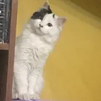 گربه میکس پرشین