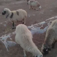 سلام 20جفت میش جفتی 30|حیوانات مزرعه|شهرضا, |دیوار