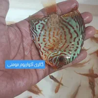 گالری آکواریوم مومنی ماهی گلدفیش|ماهی|نیشابور, امام|دیوار