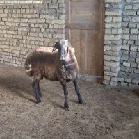 بره قوچ همو و هترو|حیوانات مزرعه|اسفراین, |دیوار