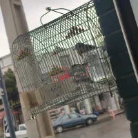 سهره سرسیاه 3گل طوق دار|پرنده|شیراز, بازار|دیوار