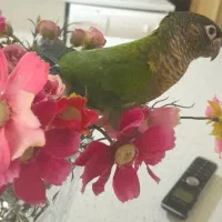 طوطی گرینچیک 4 ماهه