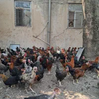 مرغ وخروس محلی|حیوانات مزرعه|کوهسار (البرز), |دیوار