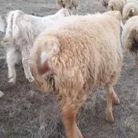 توغلی نر دامازدغ