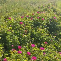 ریشه گل محمدی|گل و گیاه طبیعی|صفائیه, |دیوار