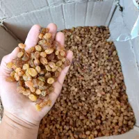 کشمش|خوردنی و آشامیدنی|شیروان (خراسان), |دیوار