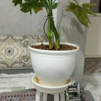 گل و گلدان وپایه|گل و گیاه طبیعی|الوند, |دیوار