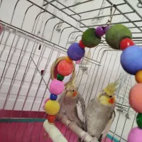 جفت عروس هلندی