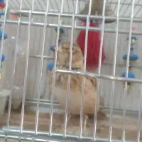 سهره خاکی نر|پرنده|قم, شهر قائم|دیوار