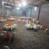 جوجه بوقلمون بیوتی.  بوربون.  برنز