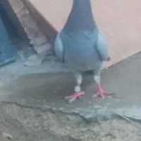 کبوتر