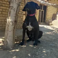 سگ ماده ۴ساله