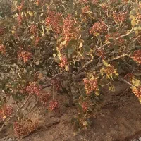 باغ-پسته-بافق-منطقه-گود-گوار-چاه-امیدیه