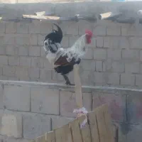 خورس|حیوانات مزرعه|قشم, |دیوار