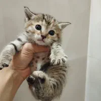 بچه گربه