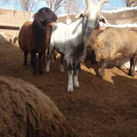 نربز الپاین و سانن