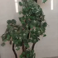 درختچه اپارتمانی
