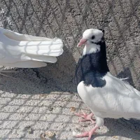 همه با هم|پرنده|دهدشت, |دیوار