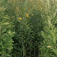 فروش پاجوش نخل ونهال مرکبات.دادالهی