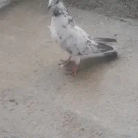 کبوتر نر او ماده|پرنده|ملایر, |دیوار