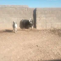 بز و بزغاله ماده|حیوانات مزرعه|فیروزآباد (لرستان), |دیوار