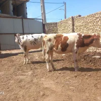 گوساله سیمینتال