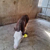 گوساله ماده سیمینتال|حیوانات مزرعه|پاکدشت, پاکدشت (مامازند)|دیوار