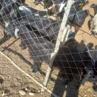 حیوان بز|حیوانات مزرعه|دشمن زیاری, |دیوار