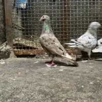 سار شکلاتی نر عتیغه عتیغه برار نیس نگرد|پرنده|خواف, |دیوار