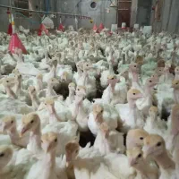 جوجه بوقلمون بیوتی ۶در سقز|حیوانات مزرعه|مریوان, |دیوار