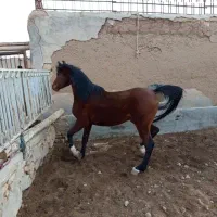 اسب عرب