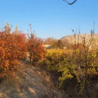 فروش باغ ،معاوضه با خانه یا اپارتمان|فروش دفتر صنعتی، کشاورزی، تجاری|مراغه, |دیوار