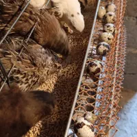 فروش بلدرچین وتخم بلدرچین|حیوانات مزرعه|سیاهکل, |دیوار