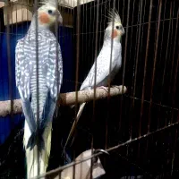 یک جفت عروس هلندی گلباقالی