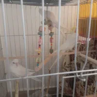 عروس هلندی دستی