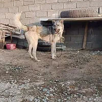 سگ آدم خور
