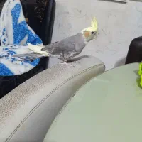 طوطی عروس هلندی|پرنده|کیاشهر, |دیوار