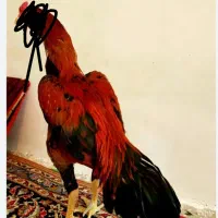 خروس گمشده روستایی الماس