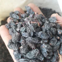 کشمش،مویز آفتابی بوانات شهدار گوشتی شیرین آمیرزا|عمدهفروشی|یزد, |دیوار