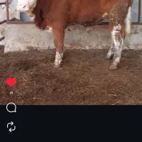 کارگرمیخوام برای دامداری