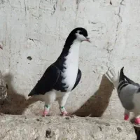 7عدد حیون نروماده قاطی همه ب شرط پرش