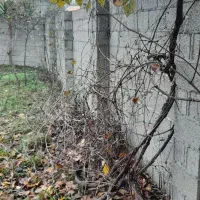 زمین مسکونی ۲۹۰ متر سند تک برگ ماسوله|فروش زمین و ملک کلنگی|فومن, |دیوار