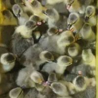 جوجه غاز 7روزه نژاد گلیا