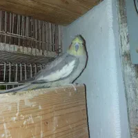 جوجه عروس هلندی دوماهه|پرنده|لاهیجان, آهندان|دیوار