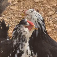 مرغ گلین|حیوانات مزرعه|شیراز, قلات|دیوار